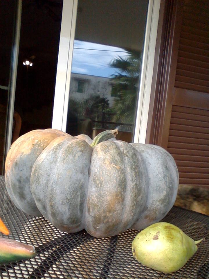 Pumpkin from Armando
