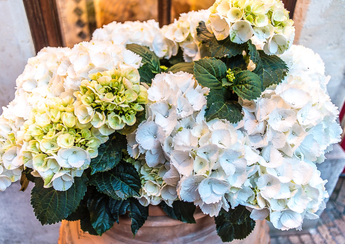 Hydrangeas at Hotel Timeo Taormina Sicily