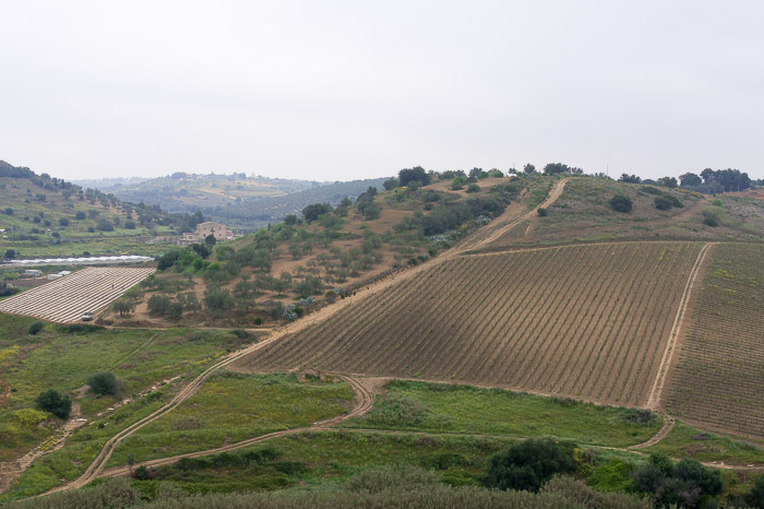 Gorgeous fields along the road in Sicily
